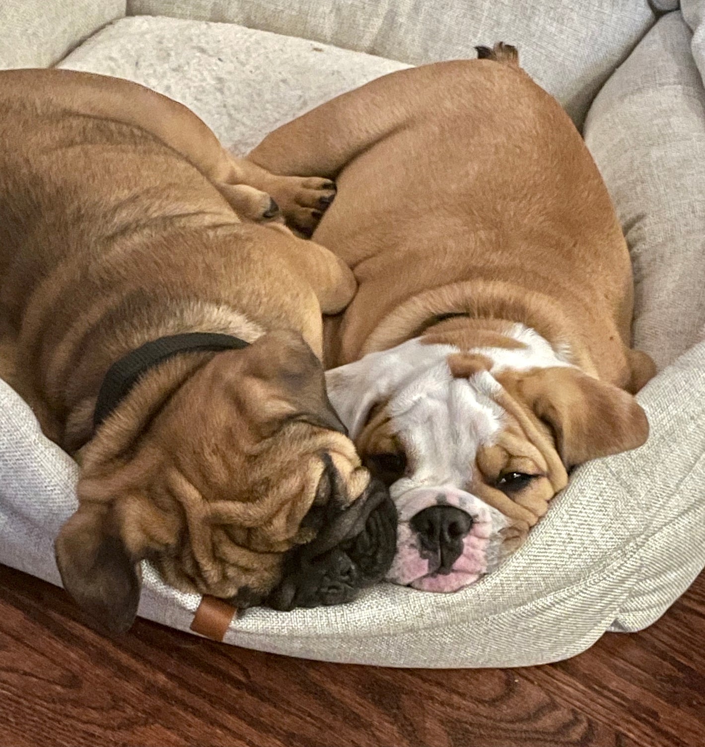 two bulldogs on a dog bed